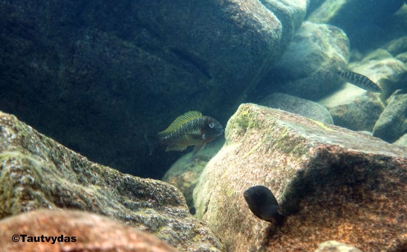 Tropheus moorii 'Cape Nambeyeye'